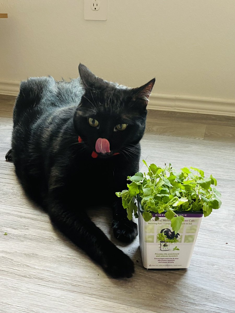 🇺🇸MEGO🇺🇸 tweet media