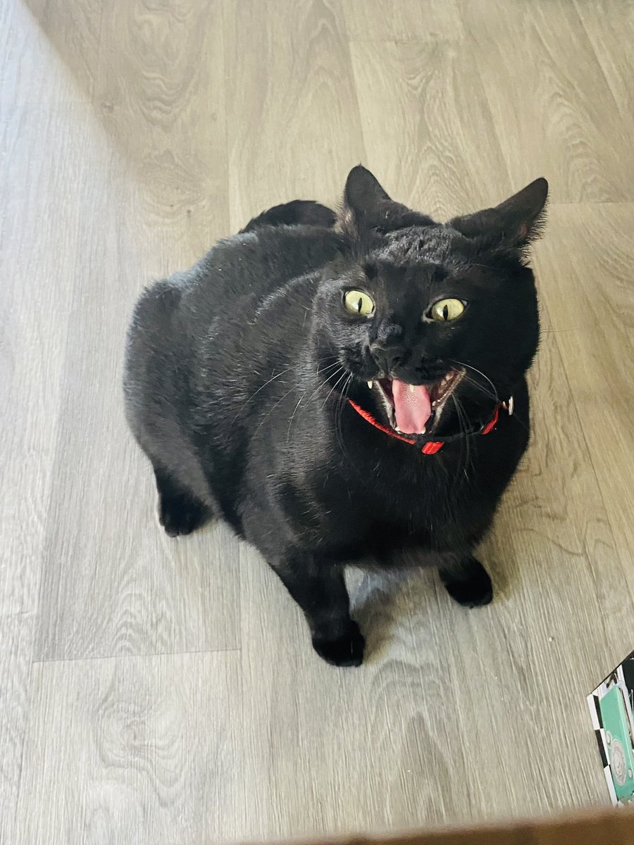 🇺🇸MEGO🇺🇸 tweet media