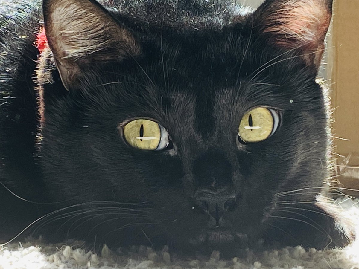 🇺🇸MEGO🇺🇸 tweet media