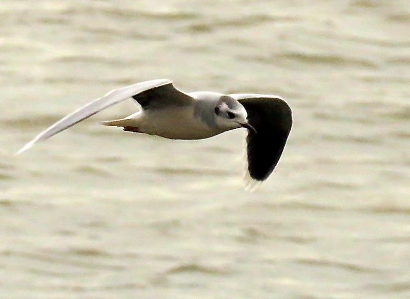 ian ballam tweet media