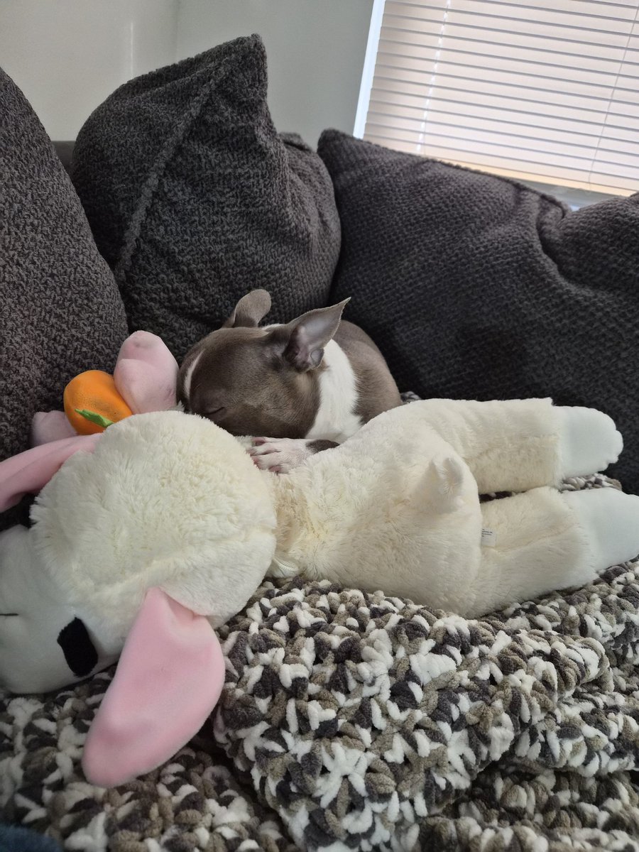 CourtNox_'s tweet photo. I swear they have to be putting something in these lamb chop toys. Frankie is absolutely obsessed any time he sees one https://t.co/zocmfl4VrF