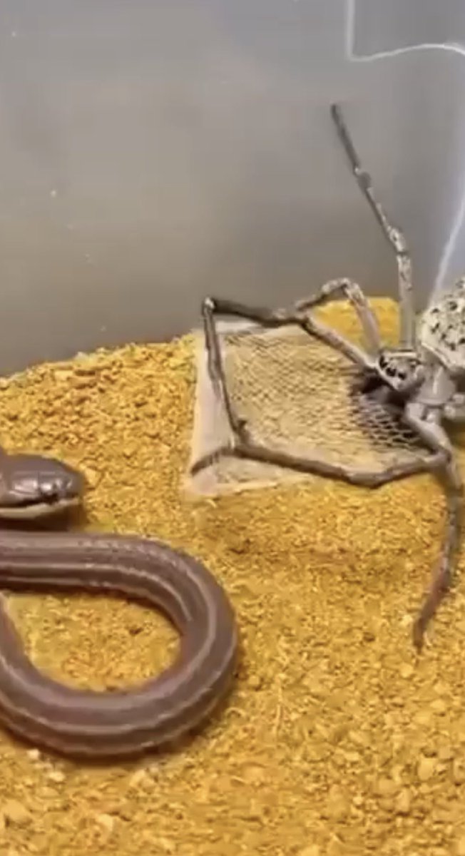 Rectangle Spider Did this spider really weave a catch net! Net casting spiders! Net ...