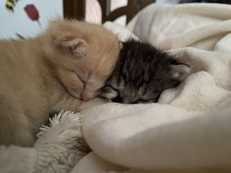 catsdotjpg's tweet photo. https://t.co/BKDQUbi9BA