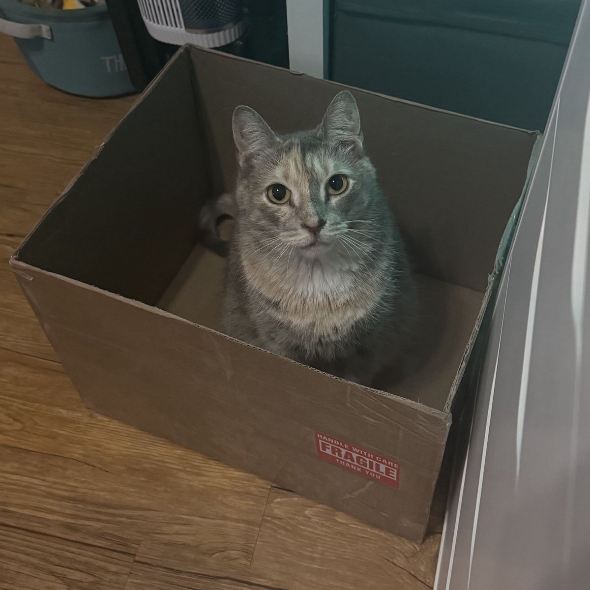 Chysai 🐈⬛🦴 tweet media