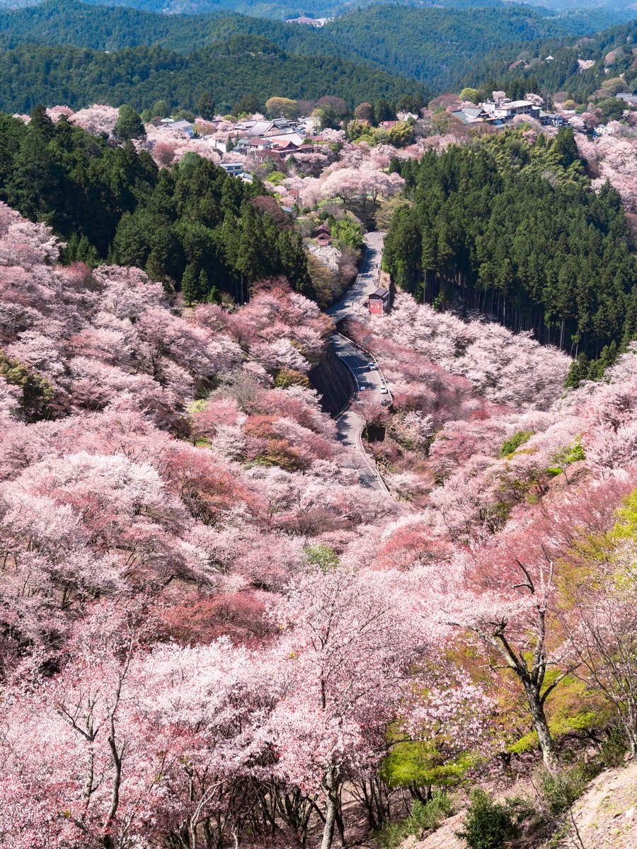 𝚋𝚒𝚛𝚍 tweet media