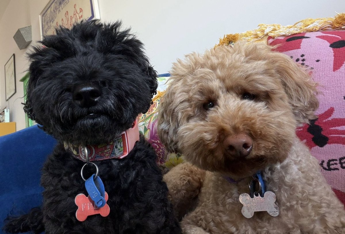 Erica Cervini tweet media