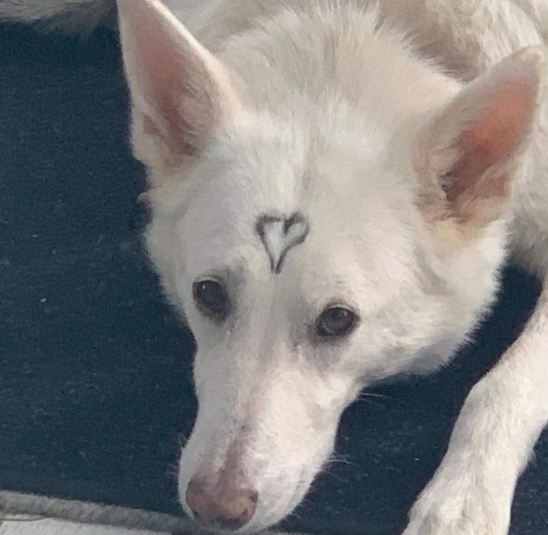 Luna 🤍😭