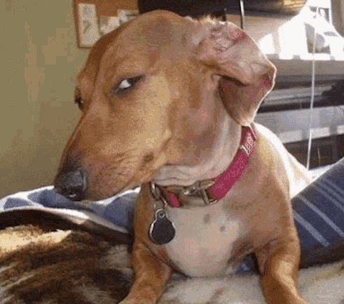 If government find mineral resources, Gold inside your compound it belongs to them. But if the same government finds Marijuana inside your compound  it belongs to you and you will go far , it's call situational report in  verbal reasoning.