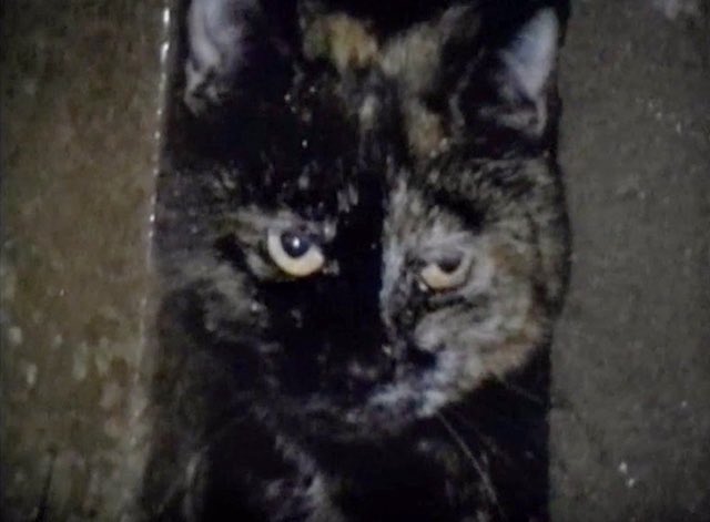 My favourite Doctor Who fact. The cat from Planet of Giants is the same cat that went onto appear in The Daemons. The cat was called Noakes and appeared on Blue Peter in 1970, where they mentioned it had appeared in Doctor Who.