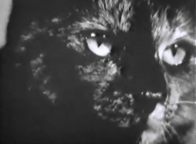 TheCyberdevil's tweet photo. My favourite Doctor Who fact. The cat from Planet of Giants is the same cat that went onto appear in The Daemons. The cat was called Noakes and appeared on Blue Peter in 1970, where they mentioned it had appeared in Doctor Who. https://t.co/646xxzwGGz