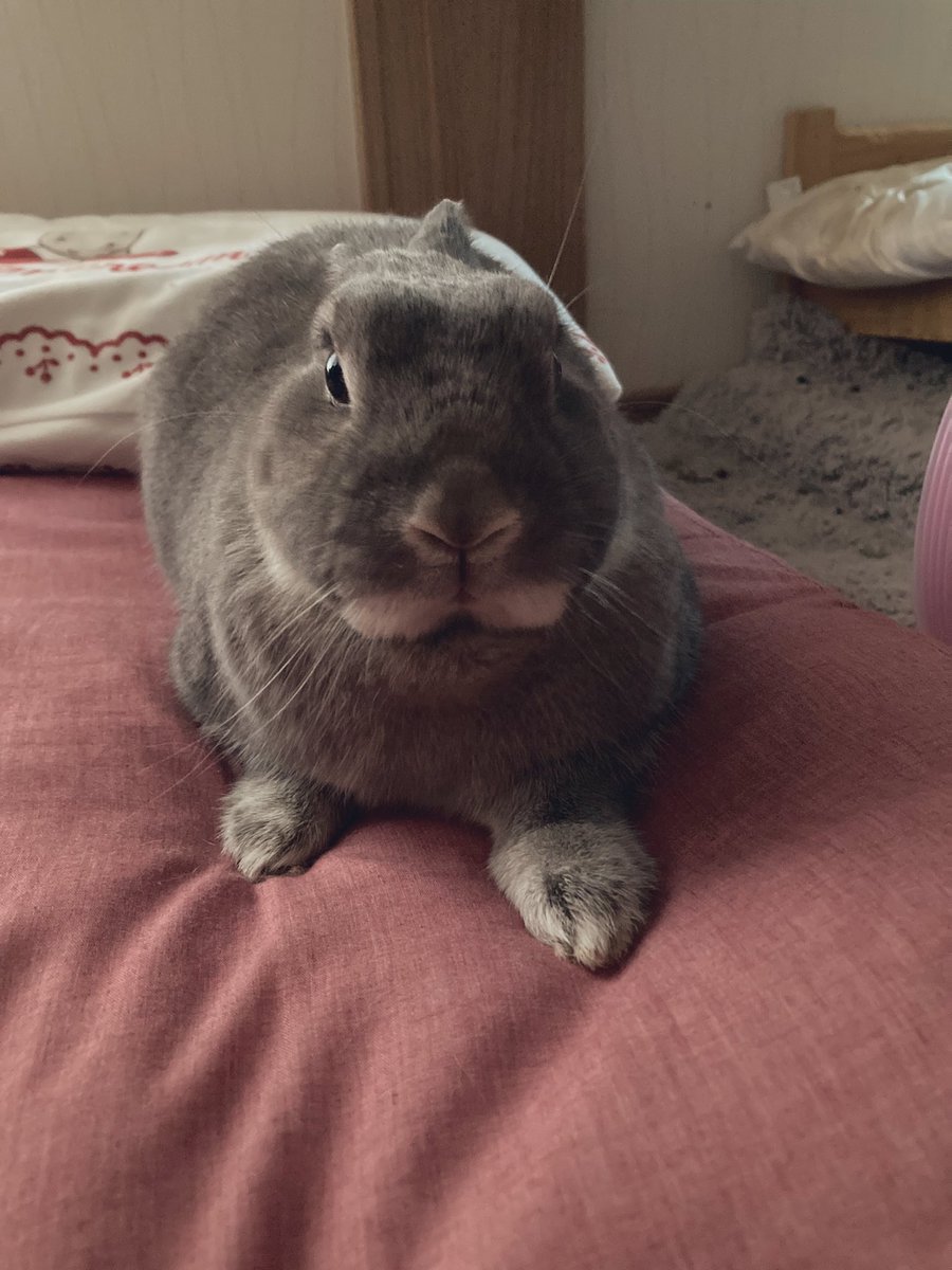 Bobo0418Rabbit's tweet photo. トイレ行って戻ってきたら
ベッド完全に占領されてた🐰
二度寝、終了のお知らせ😇

#うさぎ　#うさ飼いあるある https://t.co/m9tjFBPZ33