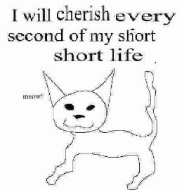 sploingyrecords tweet media