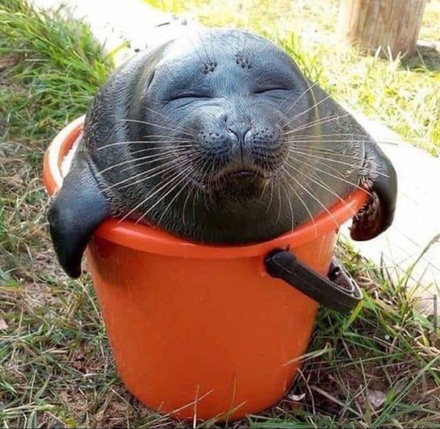 Herbuurna 🦭🇵🇷 tweet media