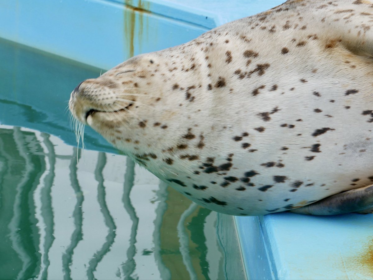 MMee_1123's tweet image. んぁ

#とっかりセンター
#アザラシ #seal
#ゆうた

2026.03.14