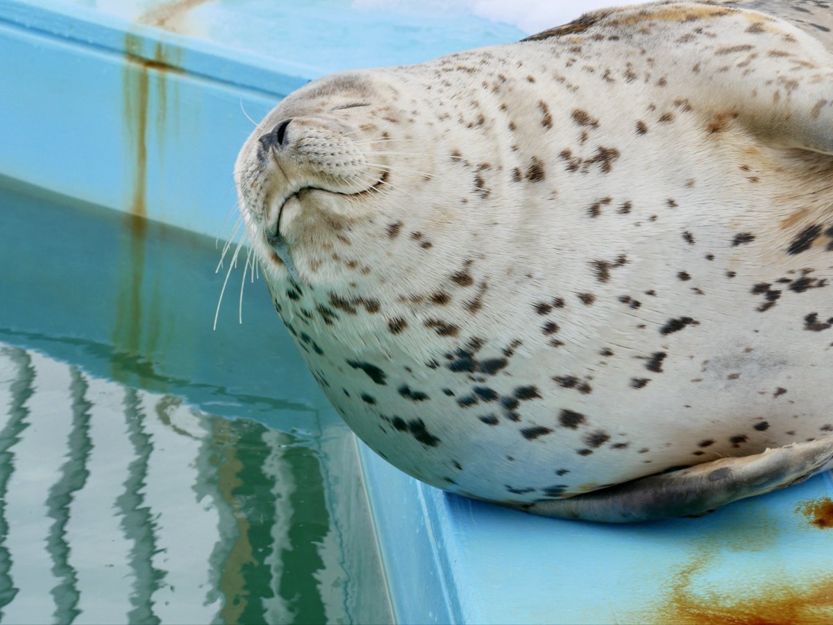 MMee_1123's tweet image. んぁ

#とっかりセンター
#アザラシ #seal
#ゆうた

2026.03.14