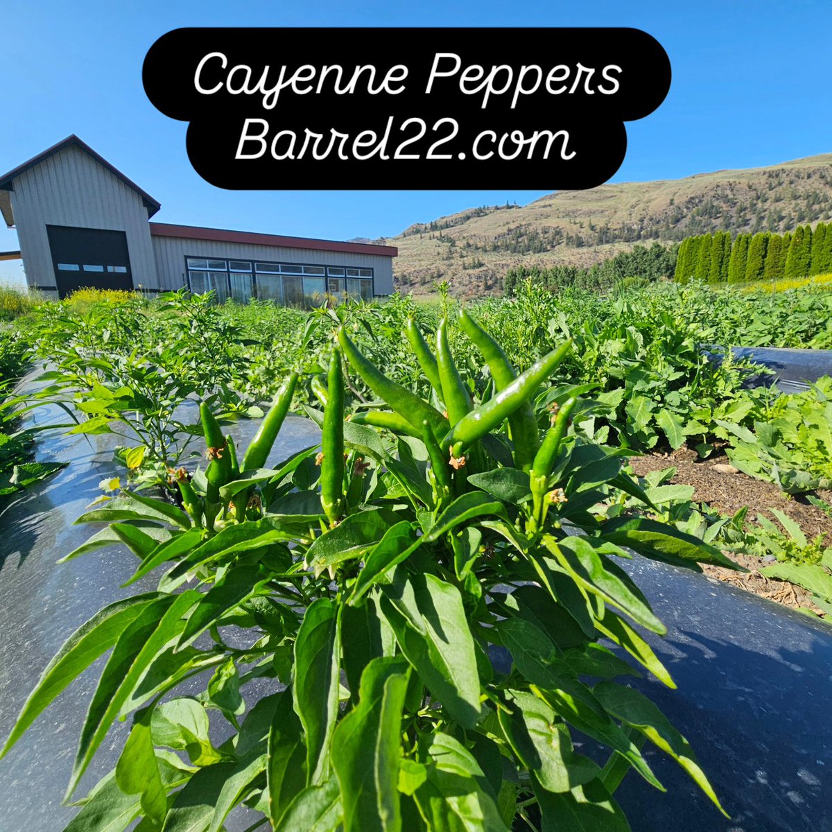 Barrel 22 Hot Sauce tweet media