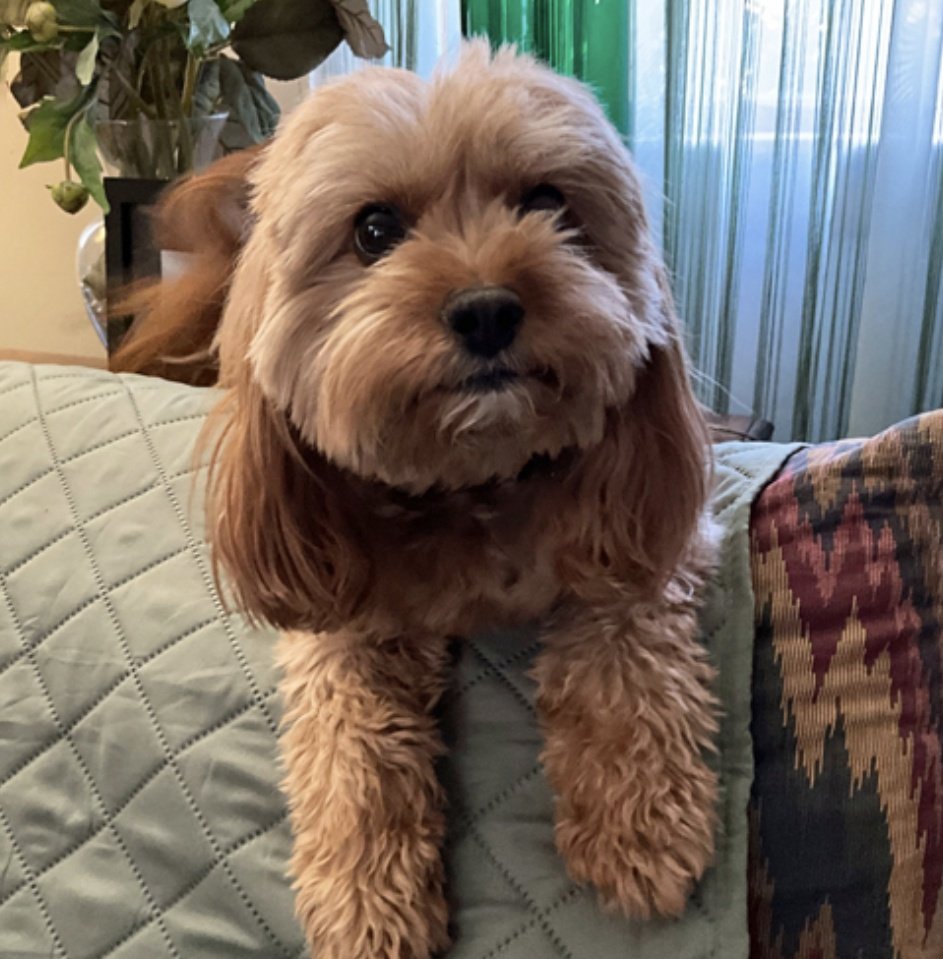 Hi I'm 7 year old Hallie in Hingham, MA and I'm looking for my forever home. I love to sit on the back of the couch and be the neighborhood watch dog. I also love to snuggle and play.
CavalierrescueUSA.org