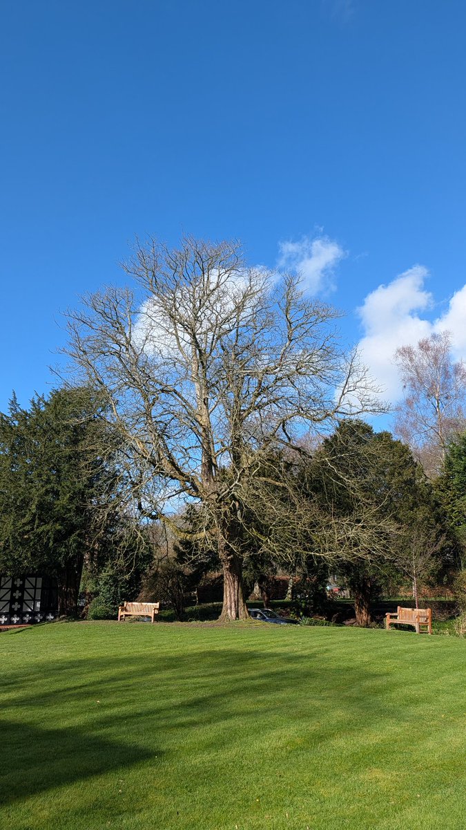 millymollyf's tweet photo. Gorgeous trees in the sunshine today at Samlesbury Hall Lancashire #springlike #TreeClub @WoodlandNomad https://t.co/N8k0ppDK26