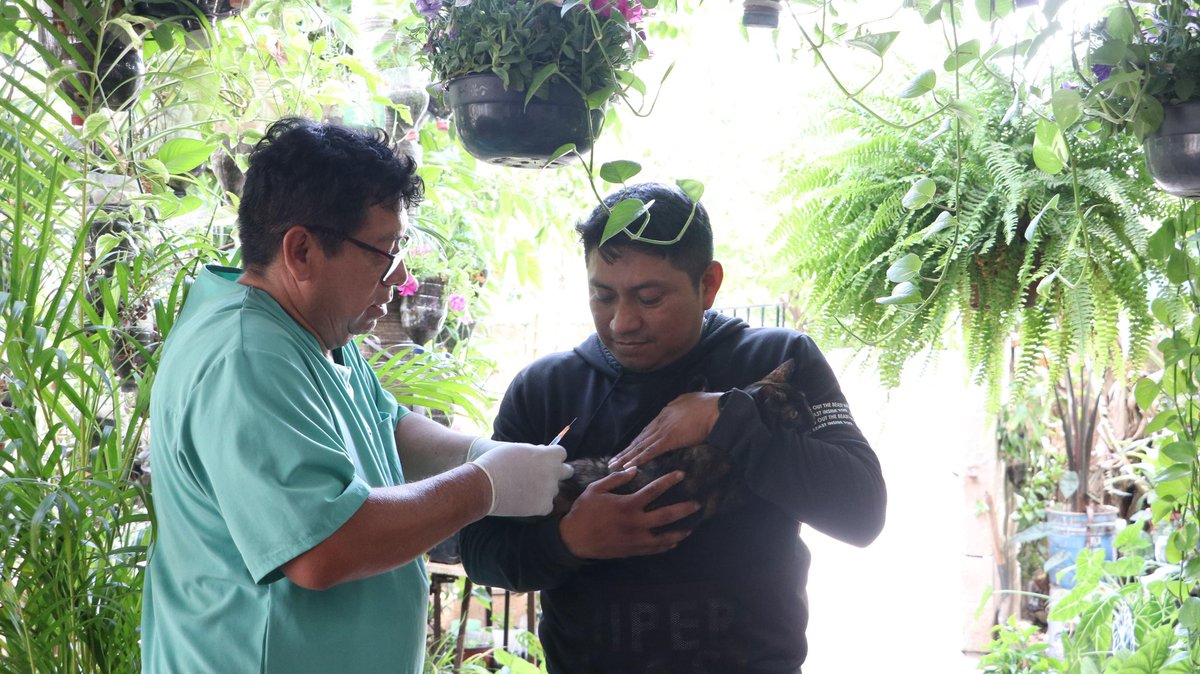 jc_ramirezmarin's tweet photo. Chocolate, Vaquita y Ramona ya están esterilizados gracias a nuestro programa “Mascotas más sanas y más felices”. 🐶🐱

Estuvimos en Caucel Pueblo acompañando a los tutores que buscan mejorar la calidad de vida de sus mascotas y prevenir el abandono.

Desde el Senado seguiremos impulsando acciones a favor del bienestar animal, porque ellos también son parte de la familia. 💚🐾