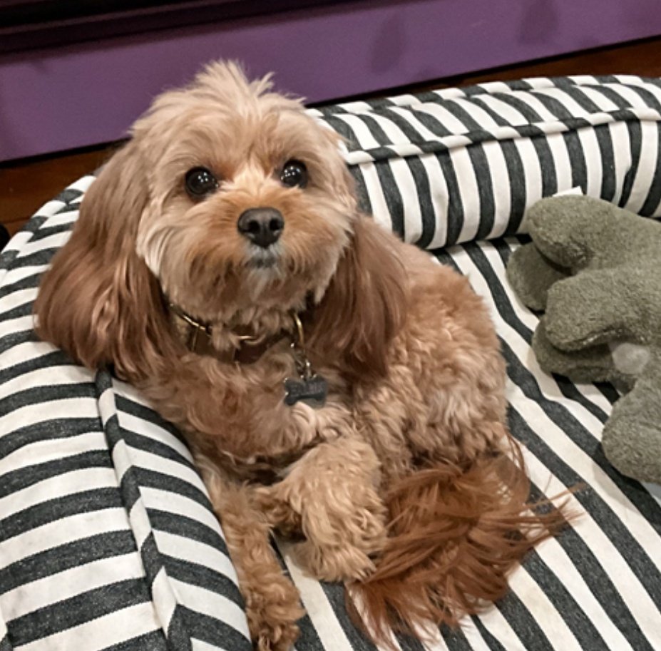 I'm a Cavachon and I only weigh 10 pounds. I'm good on walks and car rides 
❤️ Hallie