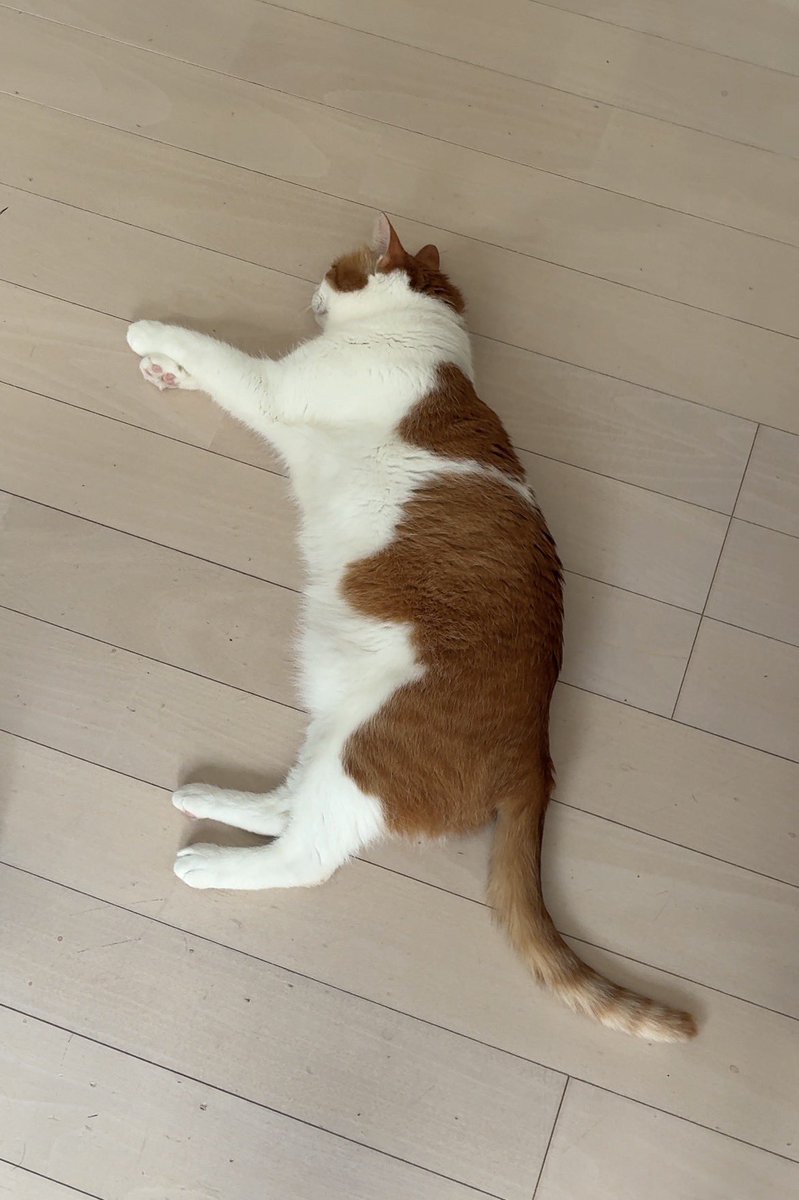 diarykomugi's tweet photo. 【こむぎ日記1836日目】
おはようございます🐈
こたつから出た直後♨️
フローリングで整えています
#こむぎ日記 #猫 #保護猫 https://t.co/9nseVXNkDi