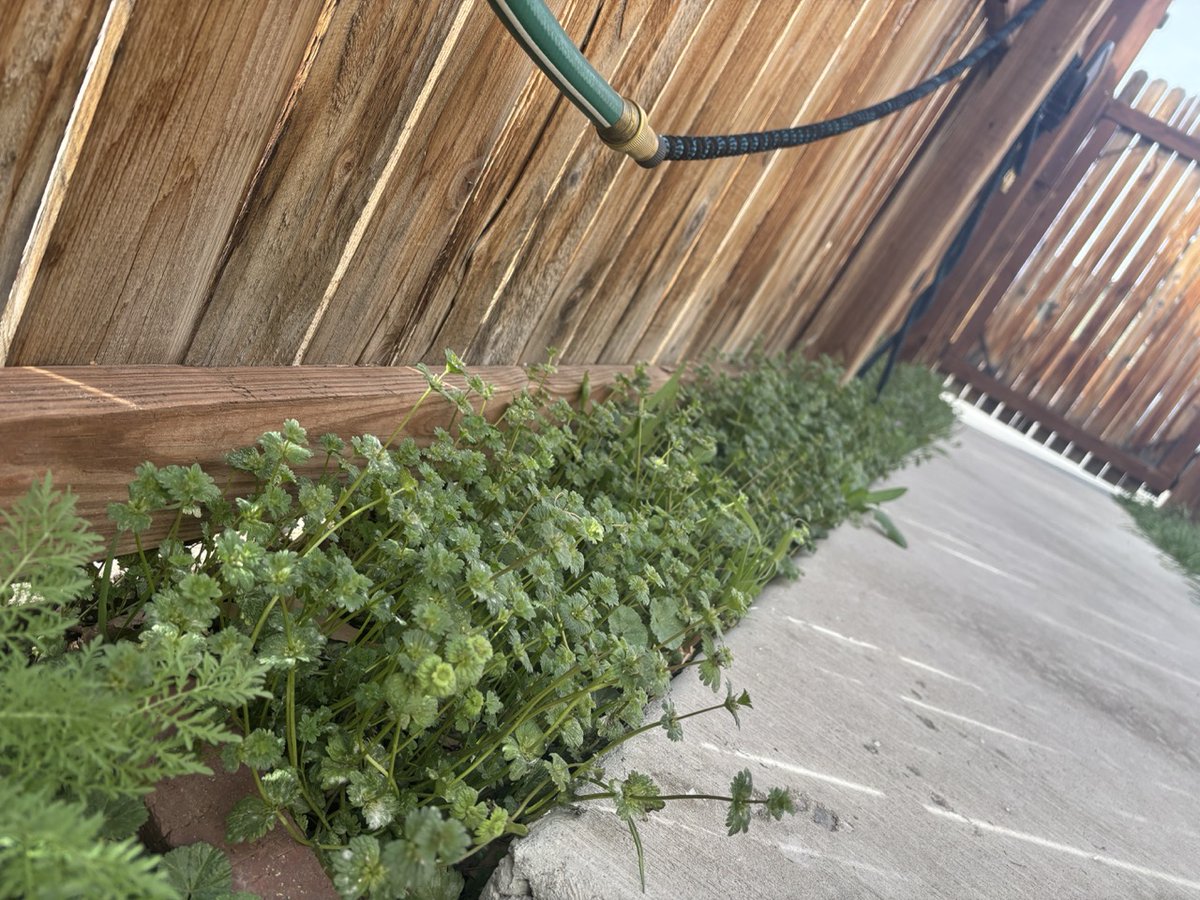 Sentinel Editor Dave Perry tweet media