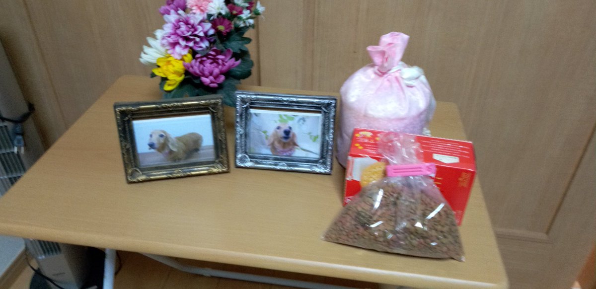 動物好きのメグ tweet media