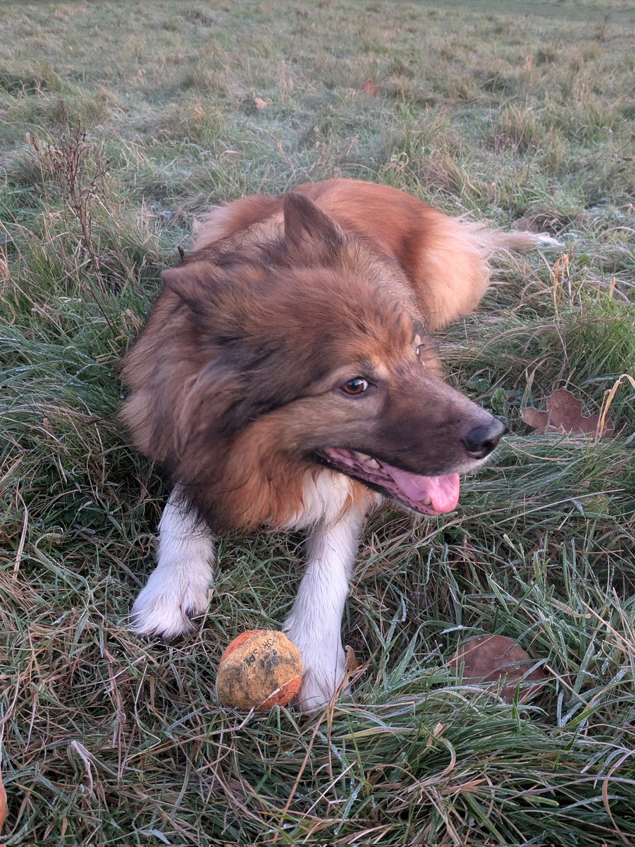 CamasTheCollie's tweet photo. Crisp, cold, and frosty. 🐾🐾❄️❄️❄️🙂
#BorderCollie
#Frosty
#SpringOfDeception
#SaturdayMorning https://t.co/5LlJYDm0ey