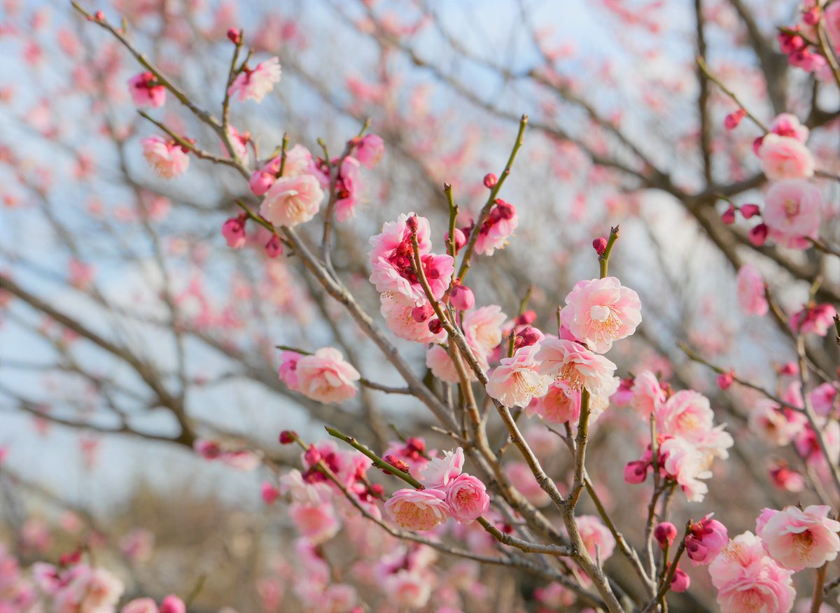 モーニングコールセンター tweet media