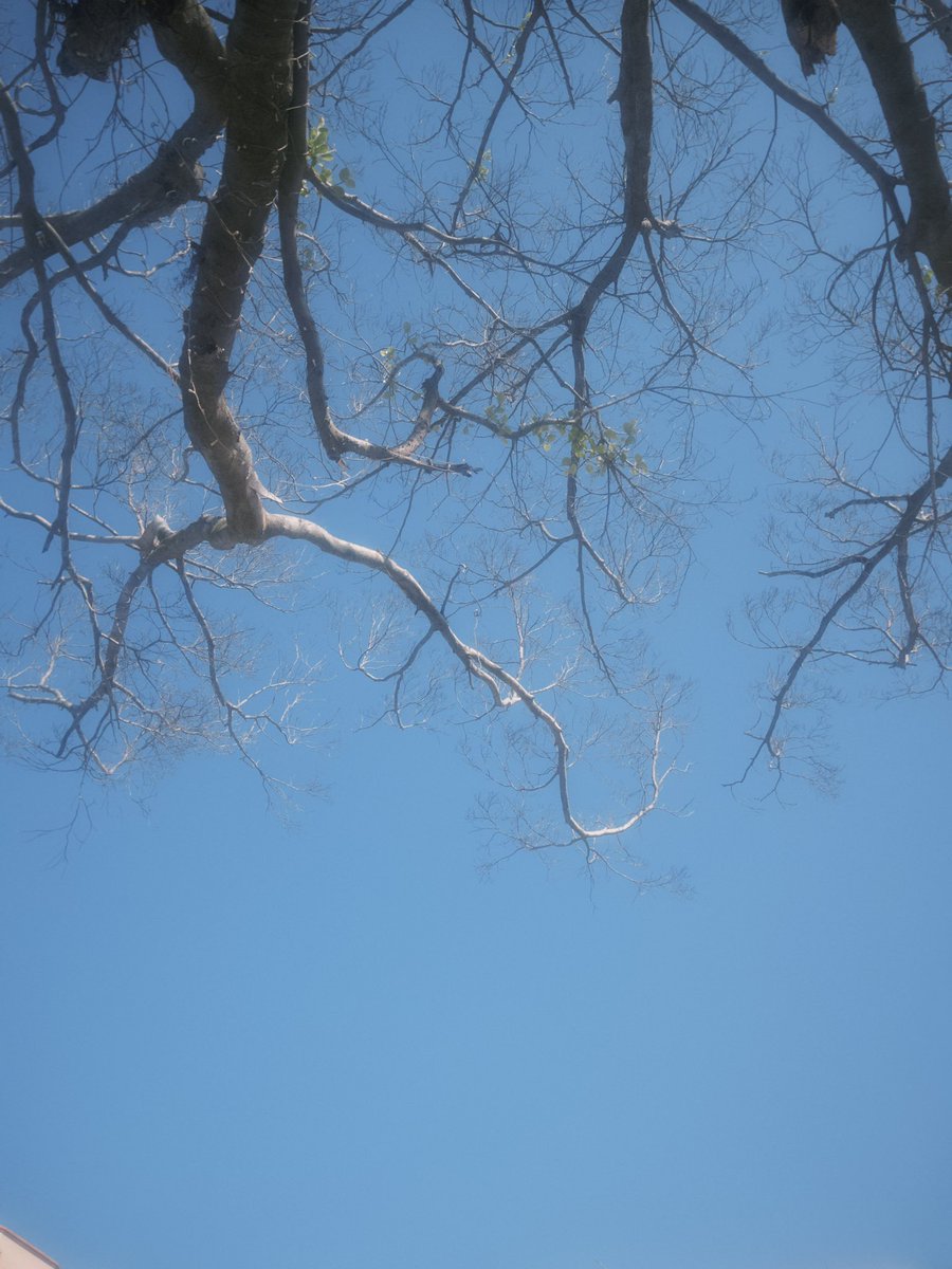 三根钢板男 tweet media