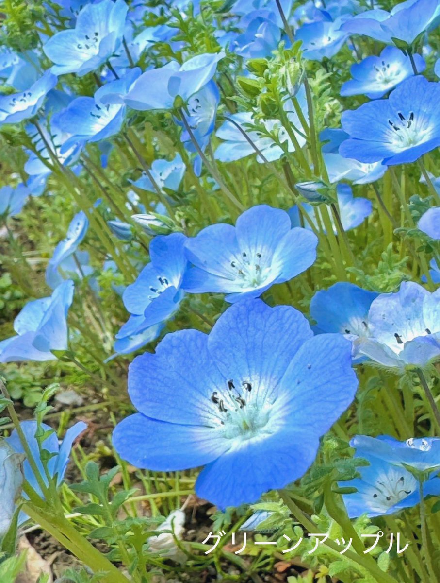 グリーンアップルଘ(੭*ˊᵕˋ)੭* ੈ♡‧₊˚ tweet media