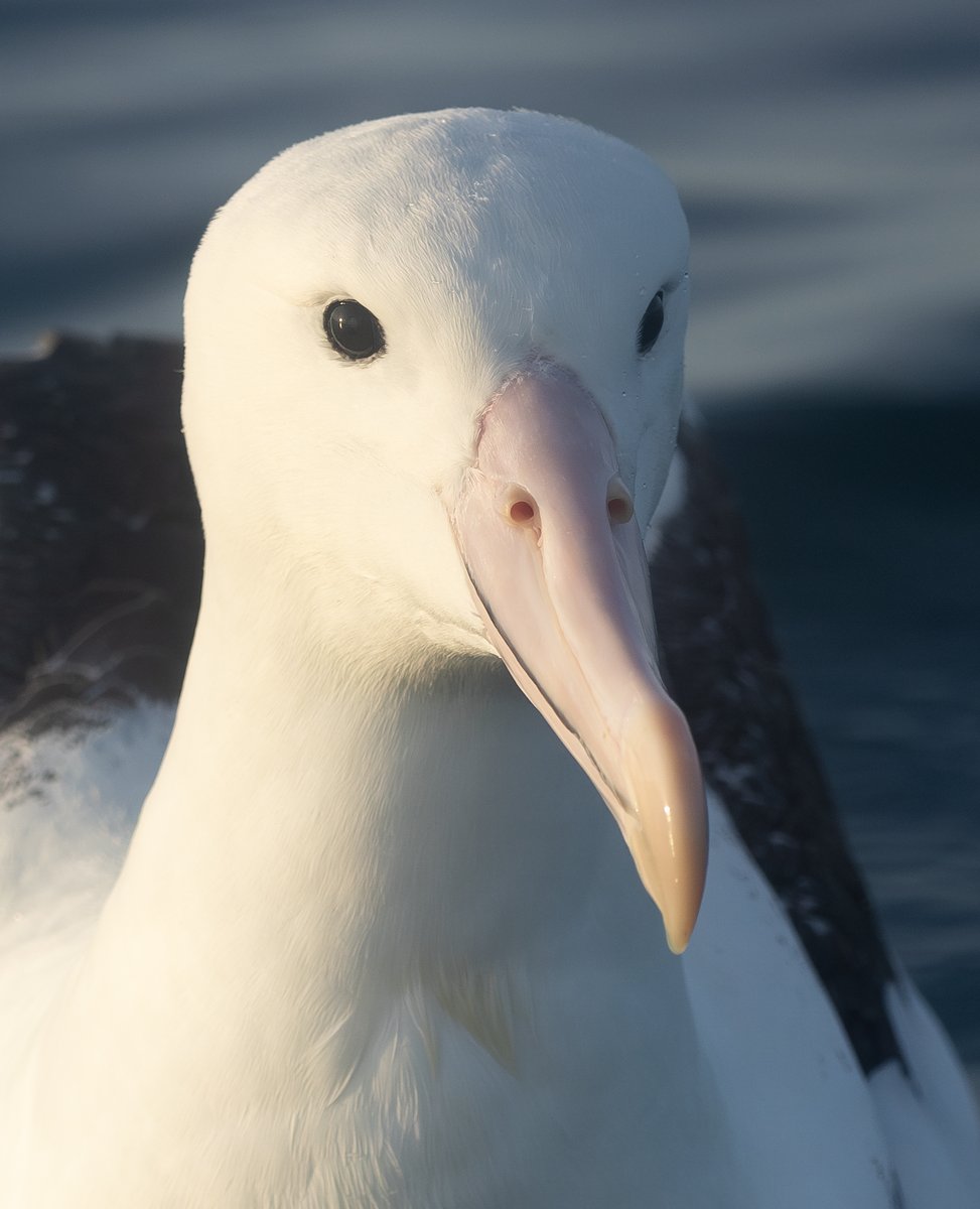 Tom Wright tweet media