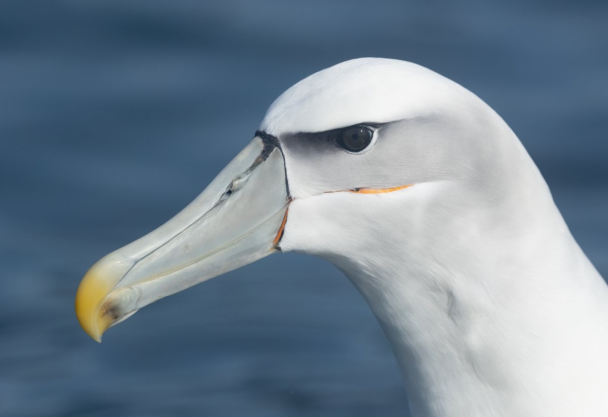 Tom Wright tweet media