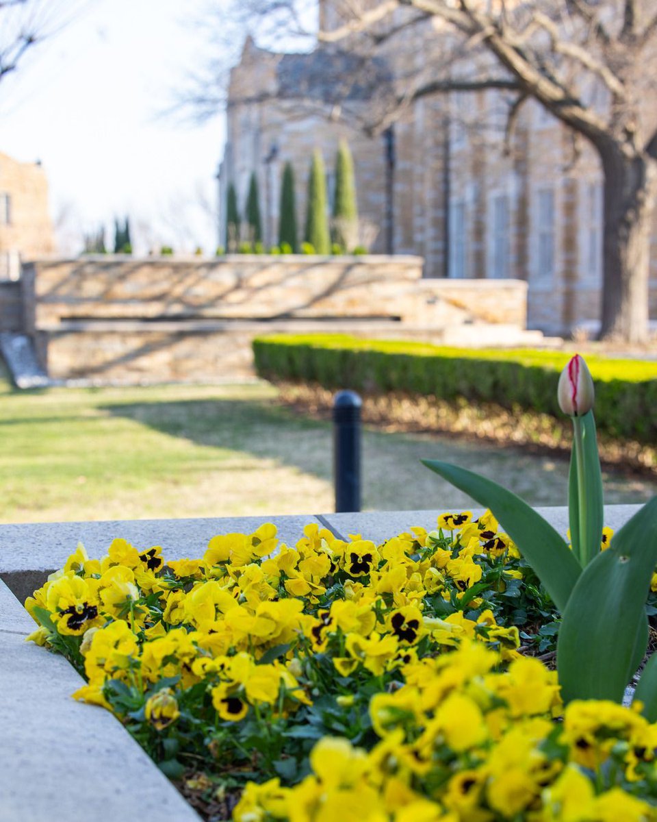 The University of Tulsa tweet media