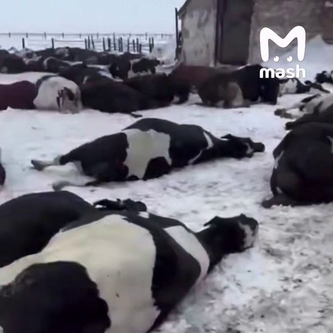 Ветеринары сопровождаемые вооруженными полицейскими вырезают у селян весь скот в Сибири и Поволжье. Россию ждет голод. Скупайте тушенки.