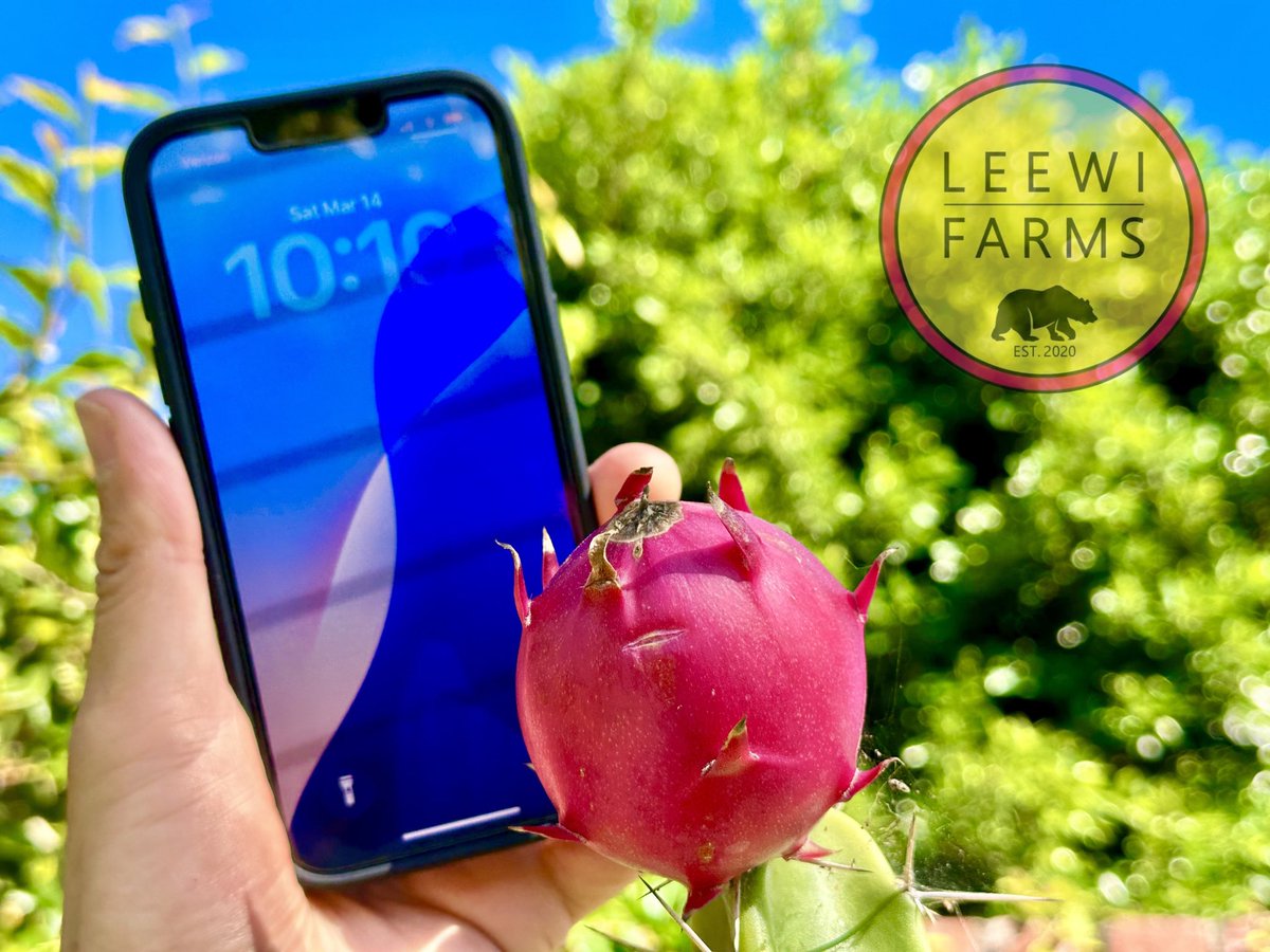 leewifarms's tweet photo. Spring dragon fruit harvest is here 3/14/26! Picking a vibrant mix varieties: Megalanthus Red, Paloras, Harrisia Pomanensis, Nativa PR, Ohana Express &amp; Day Bloom. Sweet, colorful, and full of flavor. Fertilizing this weekend for the next wave! https://t.co/d0cBO2SP5S