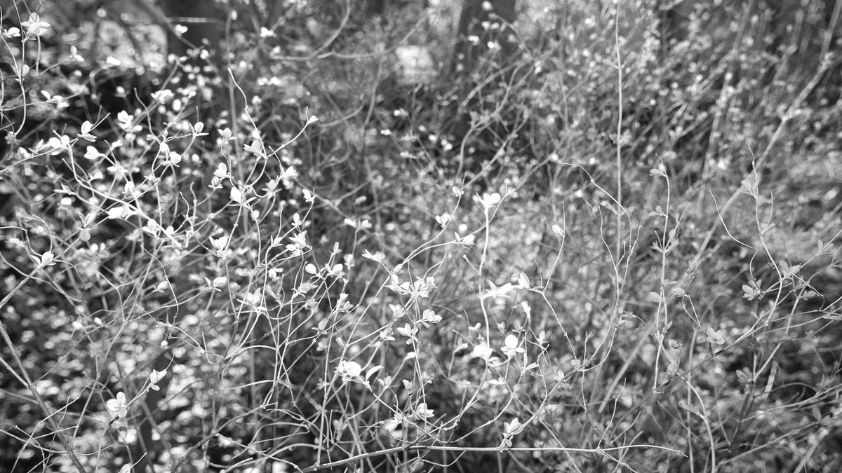 Martin Geddes tweet media