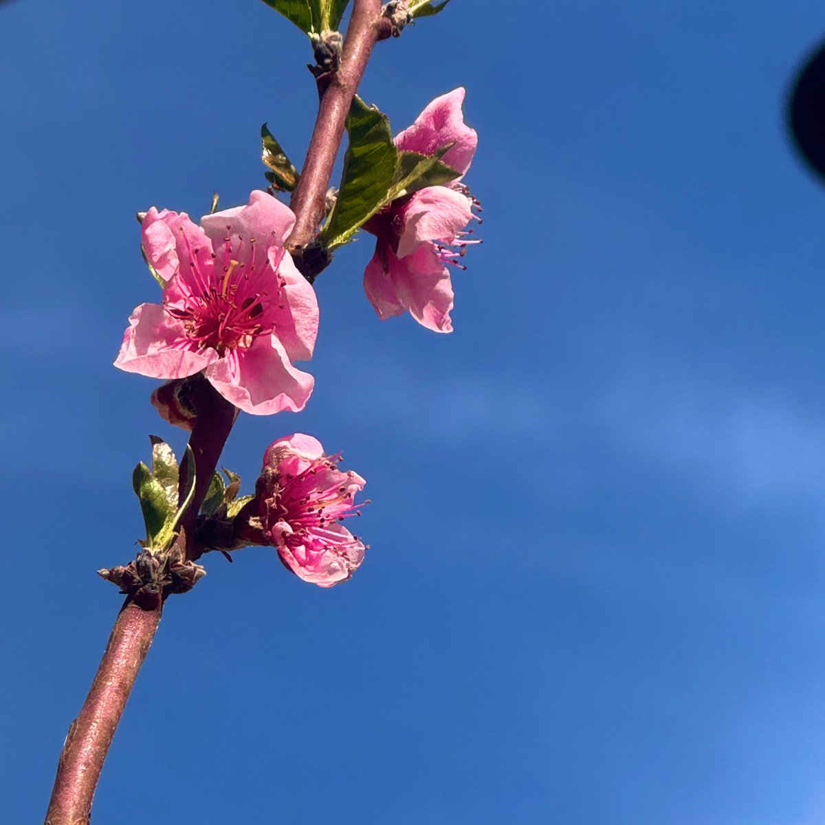 Alis in Wonderland tweet media