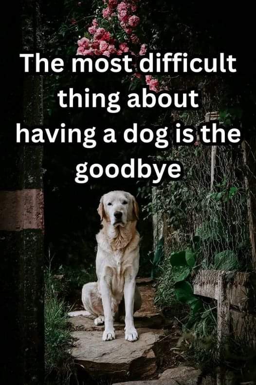 Dog Lovers tweet media