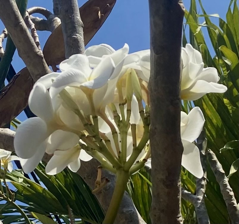 GlaspellTrees's tweet photo. Sayulita Mexico https://t.co/zY8PBVpyHc