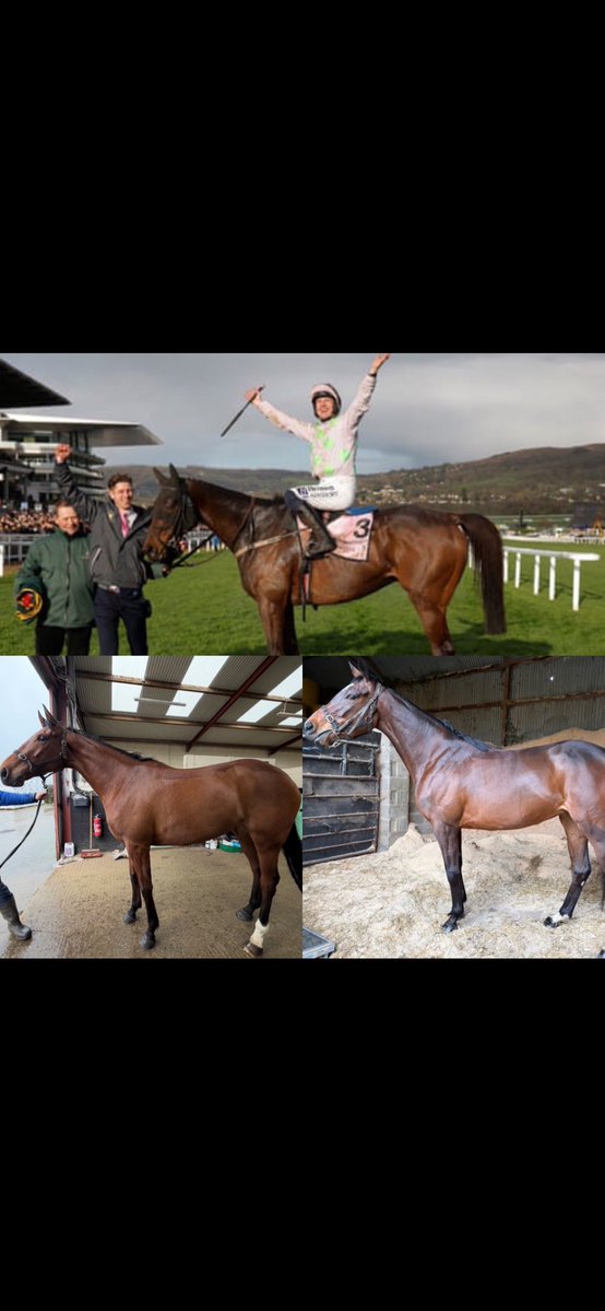 Blue Blood Racing tweet media