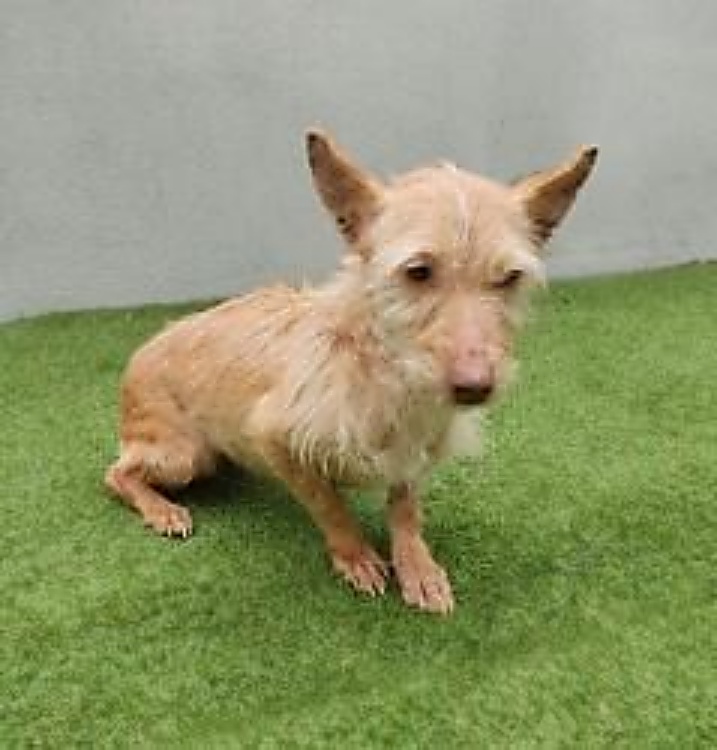 SosAbuelos1's tweet image. #PONTEVEDRA
Esta podenquita chiquitina es una abuela. Se llama #FLACA y está en la 𝗽𝗲𝗿𝗿𝗲𝗿𝗮 𝗖𝗔𝗔𝗡 𝗱𝗲 𝗔𝗿𝗺𝗲𝗻𝘁𝗲𝗶𝗿𝗮, #𝗠𝗲𝗶𝘀.

¡Por favor, se necesita alguien que le dé un hogar!! Tan mayor 😔!!

Ayúdala 🙏!! No te costará nada. Su adopción es gratuita con