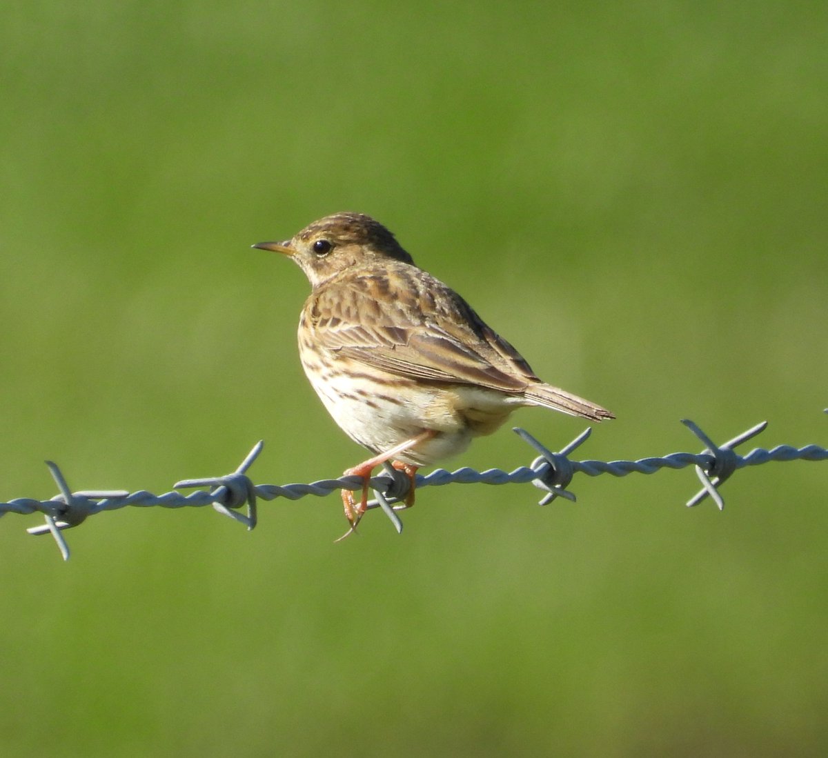 Mark32729033's tweet image. Blue skies again in north Wales today 😊, no luck with the water pipits on the river clwyd but did get a few snaps on the walk📸. More of the same tomorrow please 🌞 #northwales