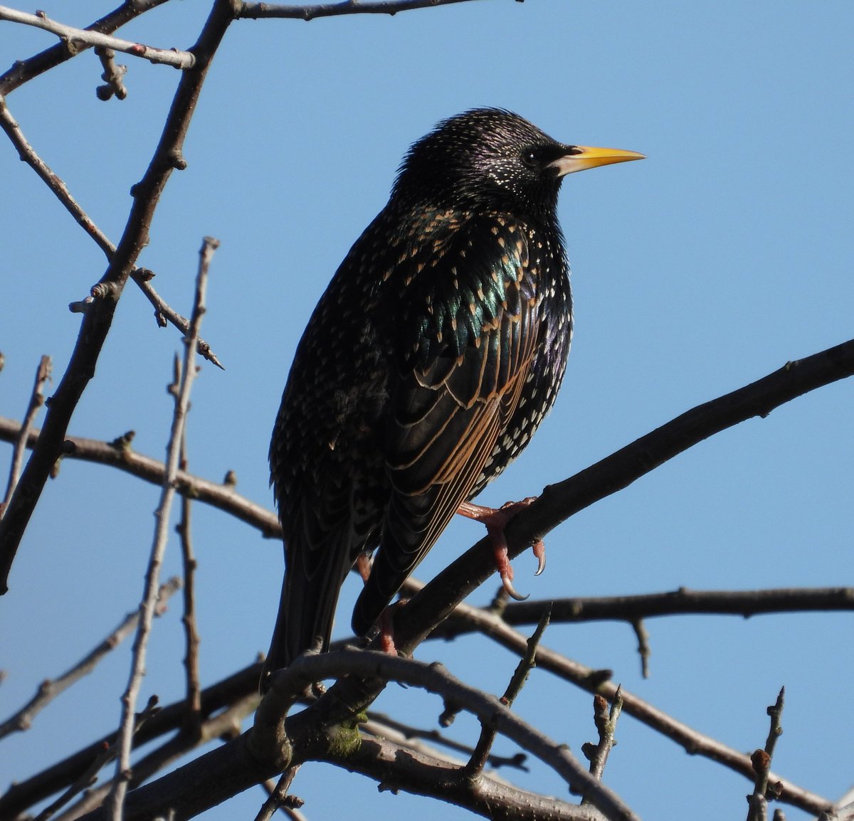 Mark32729033's tweet image. Blue skies again in north Wales today 😊, no luck with the water pipits on the river clwyd but did get a few snaps on the walk📸. More of the same tomorrow please 🌞 #northwales