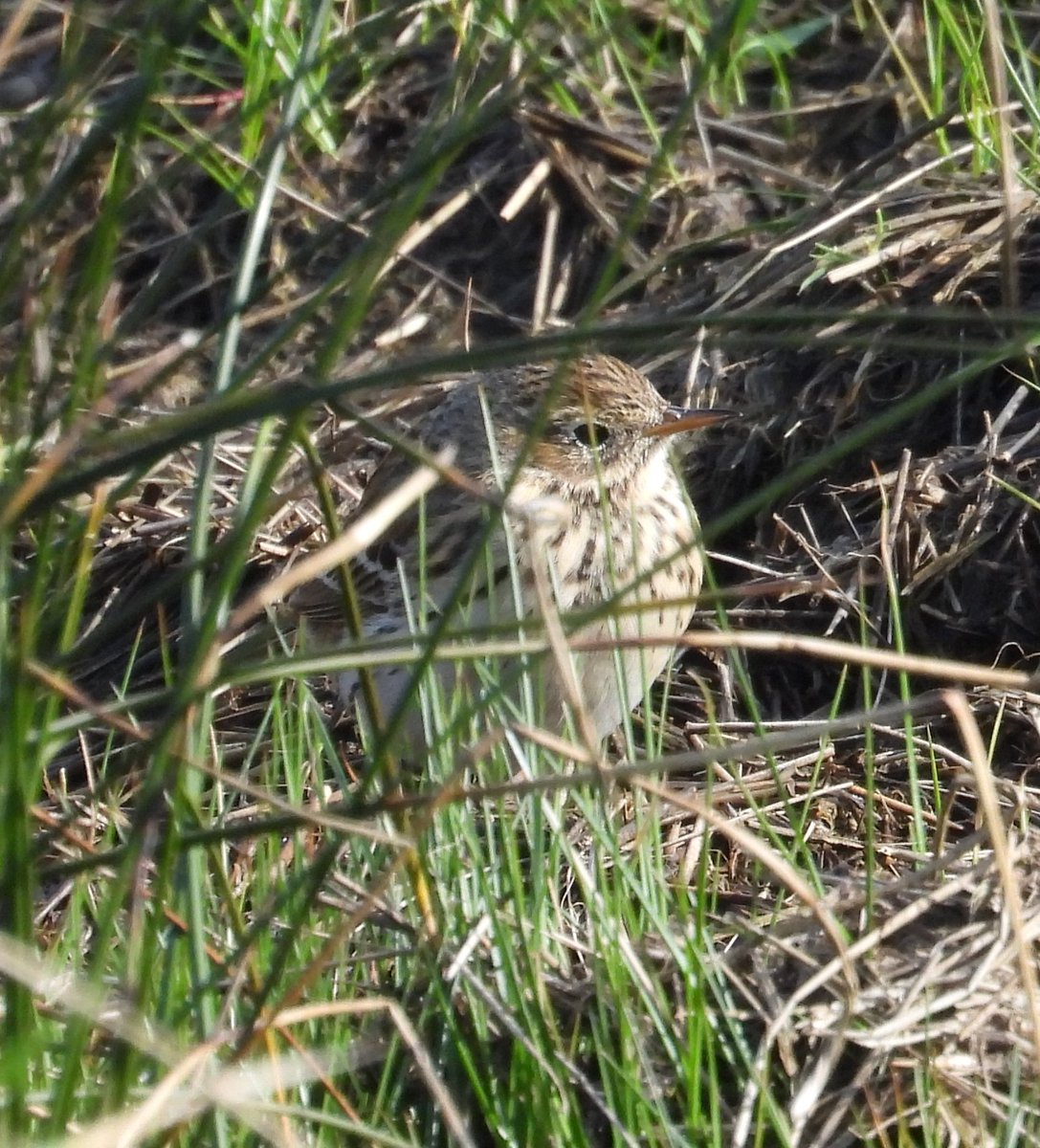 Mark32729033's tweet image. Blue skies again in north Wales today 😊, no luck with the water pipits on the river clwyd but did get a few snaps on the walk📸. More of the same tomorrow please 🌞 #northwales
