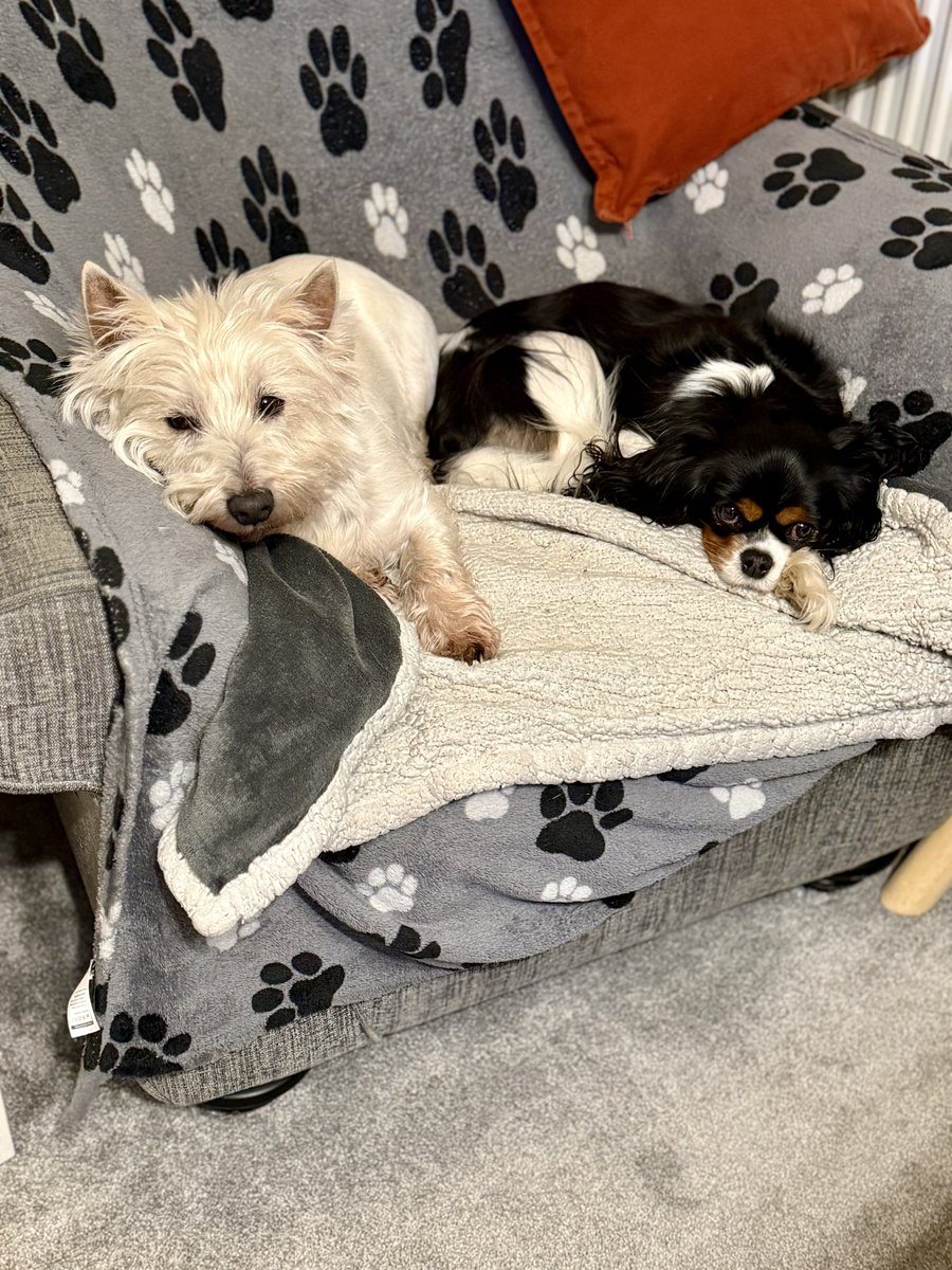 HayleyWhymark's tweet photo. @MeganDorne83483 I wasnt sure at first either but i love my little Cavalier sister now. 😍 https://t.co/SXE4FgkKnX
