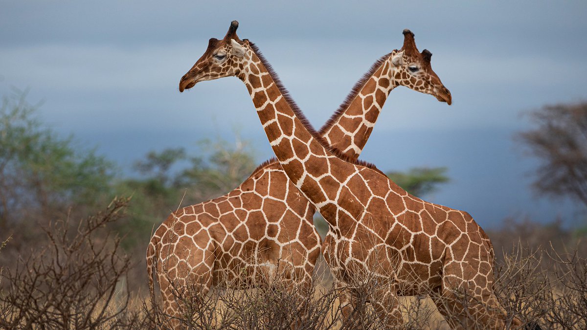 Mike 🏈 footballiance.com tweet media