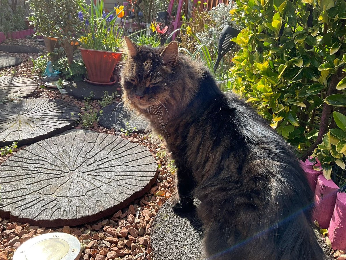 😺😺🎄🎄⛄️⛄️Hugo Mainecoon 🎄🎄🌦️⛄️⛄️😺😺 tweet media