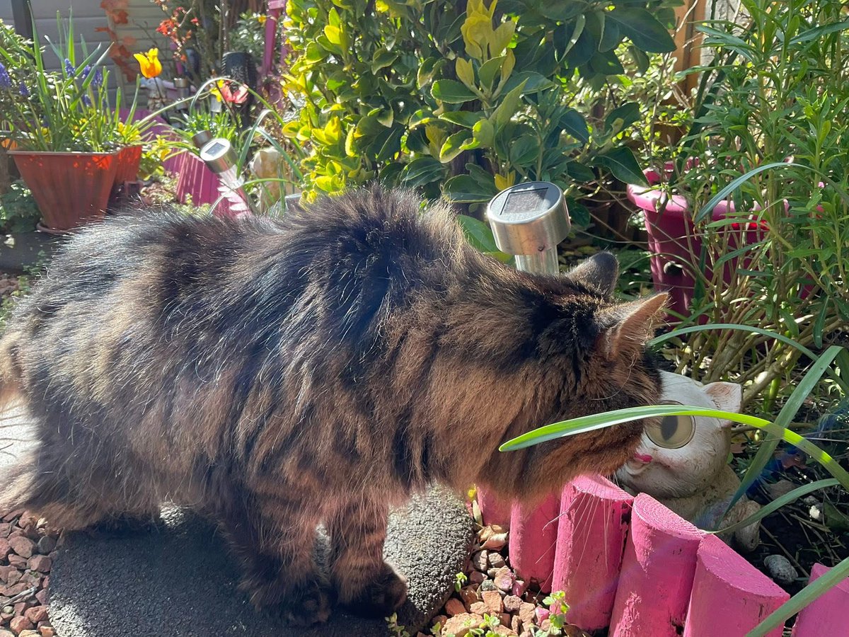 😺😺🎄🎄⛄️⛄️Hugo Mainecoon 🎄🎄🌦️⛄️⛄️😺😺 tweet media