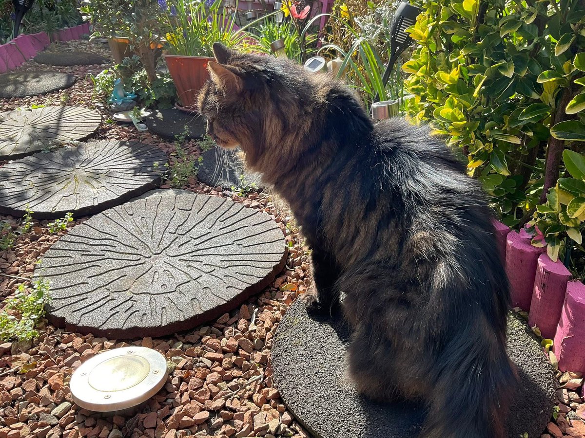 😺😺🎄🎄⛄️⛄️Hugo Mainecoon 🎄🎄🌦️⛄️⛄️😺😺 tweet media